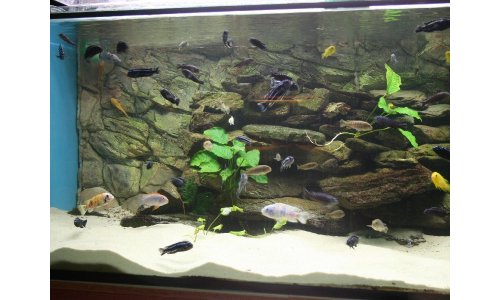 Malawi Mbuna Becken 756l